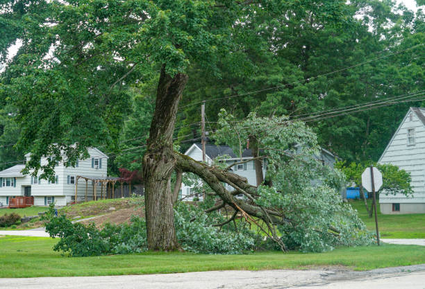 How Our Tree Care Process Works  in  Pine Bluffs, WY