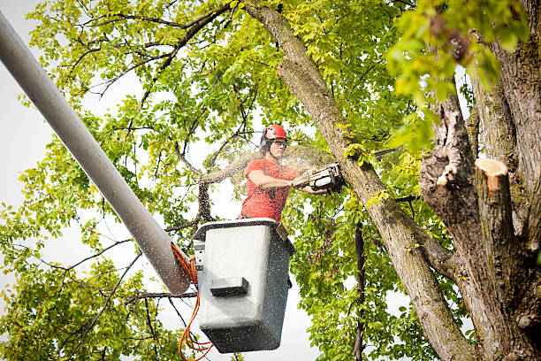 Best Utility Line Clearance  in Pine Bluffs, WY